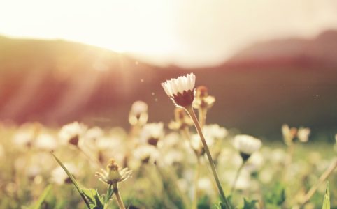 Photo de fleurs dans un chmap au soleil levant pour illustrer cet article sur la pratique du jin shin jyutsu pour recharger ses batteries