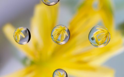 Photo de gouttes d'eau avec une fleur en arrière plan pour illustrer cet article sur la pratique du jin shin jyutsu pour relancer l'énergie du corps après une maladie