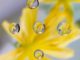 Photo de gouttes d'eau avec une fleur en arrière plan pour illustrer cet article sur la pratique du jin shin jyutsu pour relancer l'énergie du corps après une maladie