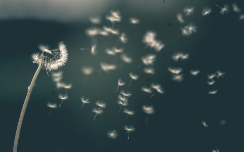 Photo d'une fleur qui s'éparpille dans le vent pour illustrer cet article sur l'utilisation du jin shin jyutsu pour libérer le stress