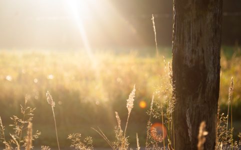 Photo d'une prairie le matin pour illustrer cet article sur le réveil et la régénération énergetique procurée par le jin shin jyutsu